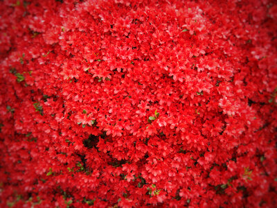 Background of red flowers