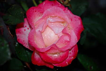 Drops plant nature