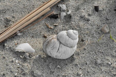 Mollusk gastropod sand photo