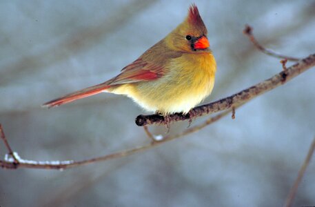 Branch redbird songbird