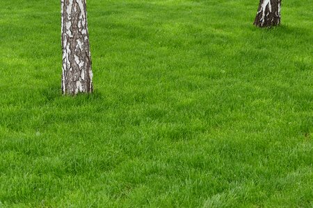 Birch grass lawn