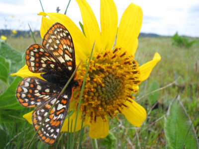 Taylor's Checkerspot butterfly