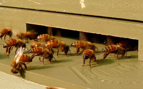 Entrance colony hive