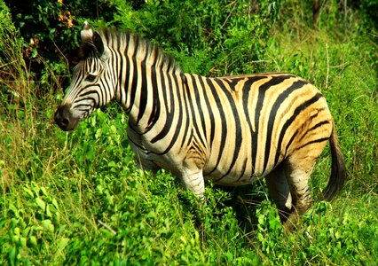 Zebra wild safari