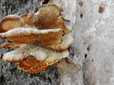 Fungus food wood photo