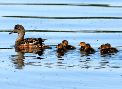 American Wigeon Brood photo