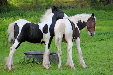 Friends small horse breed coupling