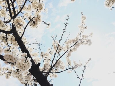 Cherry blossom spring flowers