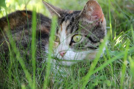 Animal domestic cat animal world