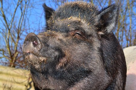 Pig animal creature