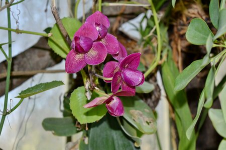 Orchid plant flower
