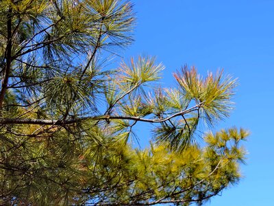 Tree landscape plant