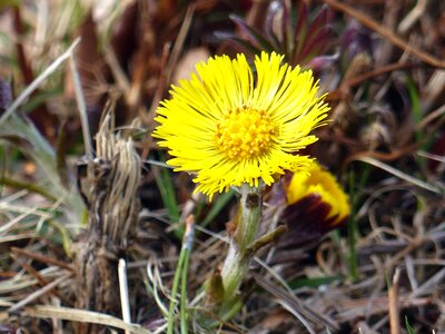 Yellow grass spring photo