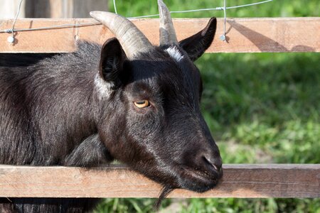 Animal bock billy goat photo