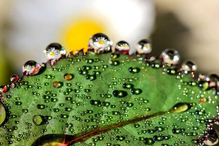 Condensation dew droplet photo