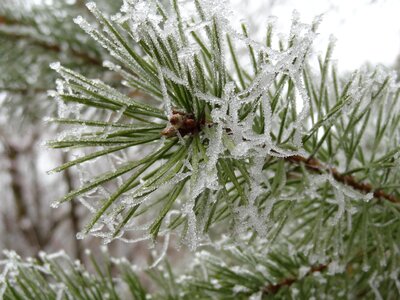 Pine branches covered with hoarfrost photo
