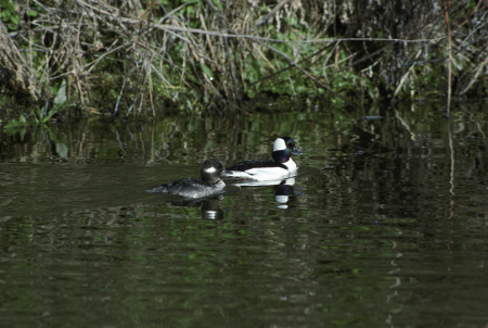 Bird Bucephala albeola 