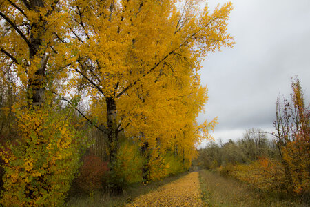 Autumn Tree Background photo