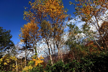 Autumn autumn season branch photo