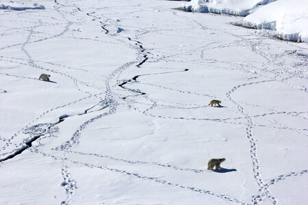 Polar Bears on the Ice photo