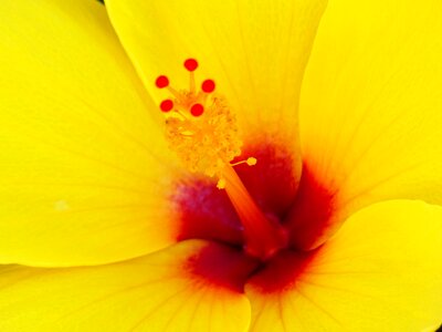 Yellow hibiscus flower blossom photo