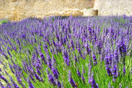 Agriculture aroma aromatherapy photo