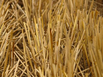 Cereals stalk halme