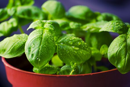 Fresh cooking ingredient photo