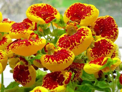Yellow red flower plant