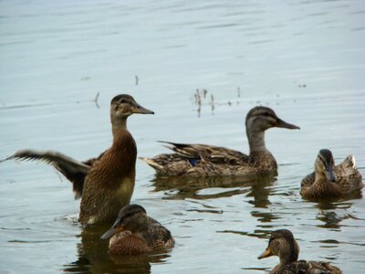 Ducks lake water