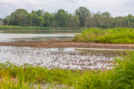 Wetland at Prime Hook NWR-4