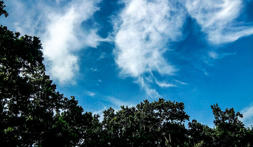 Clouds above the trees