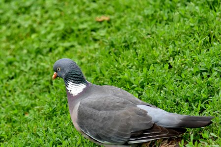 Grey head pigeon photo