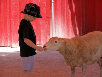 Feed sheep 