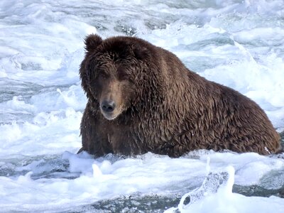 Grizzly bear fishing salmon at Katmai National Park