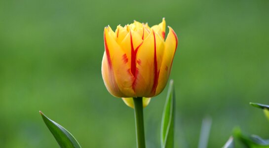 Bloom yellow red half closed