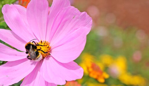Beautiful Photo bee daylight photo
