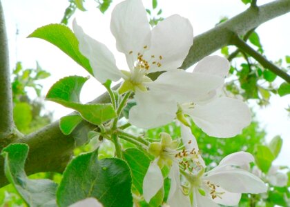 Flowers tree white