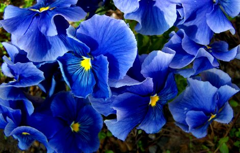 Pansy blue spring flower photo