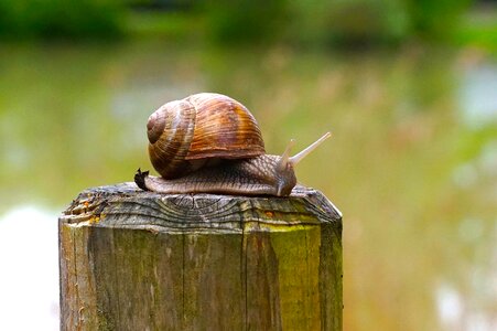 Snail wood wood pile photo