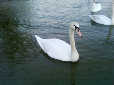 Mute Swan river teen photo