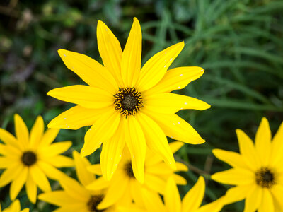 Yellow Flowers