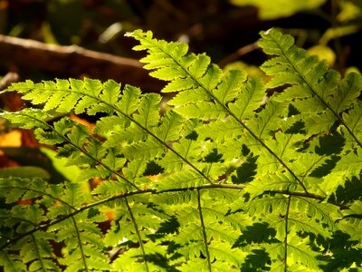 Backlighting flora shine through