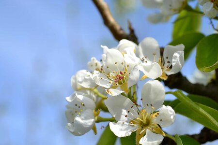 Apple beautiful flowers biology photo