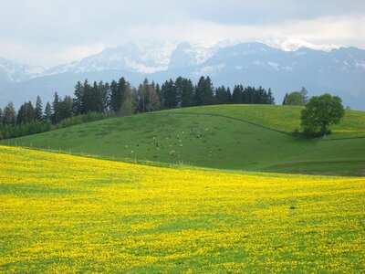 Mountains alpine flower yellow