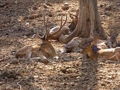 Wildlife wild zoology photo