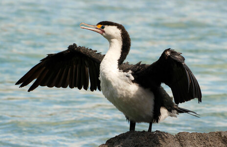 Pied shag bird on the rock, Kaikoura New Zealand photo