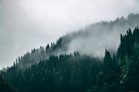 6 Black fog forest photo