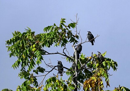 Starling bird wildlife photo