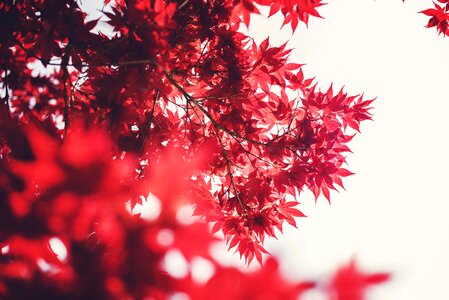 Autumn fall season